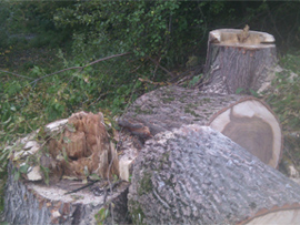 спил деревьев