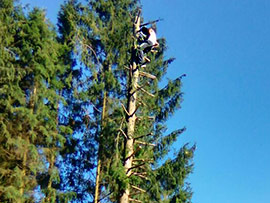 спил деревьев в Обнинске и Белоусово