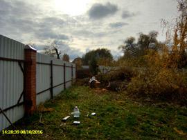 спилить дерево на участке возле дома