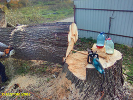 спилить дерево на участке возле дома