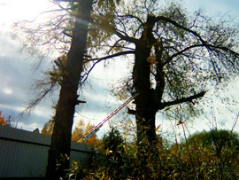 спилить дерево на участке возле дома