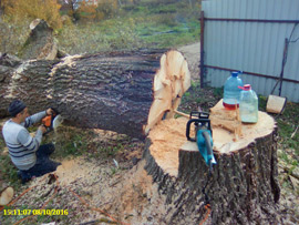 спилить дерево на участке возле дома