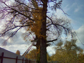 спилить дерево на участке возле дома