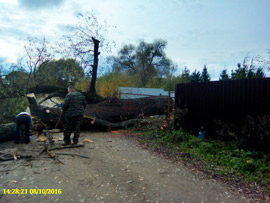 спилить дерево на участке возле дома