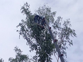 спилить дерево на участке Обнинск