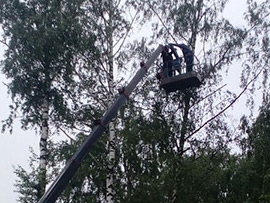 спилить дерево возле дома