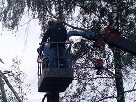 спилить дерево