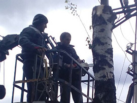 дерево на участке возле дома