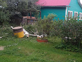 дерево на участке возле дома