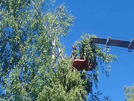 спилить дерево