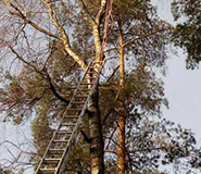 спилили березу