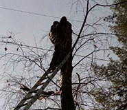 спилили большую березу 