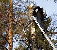 спилить березу 