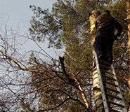 спилили березу