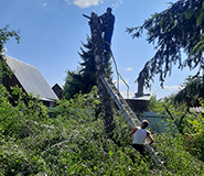 спилили березу