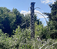 спилили большую березу 