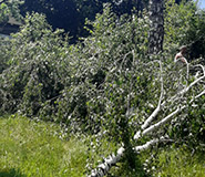 спилить березу 