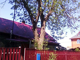 спилить дерево у дома