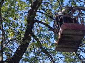 спилить дерево у дома