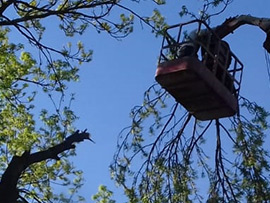 спилить дерево у забора