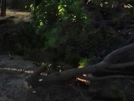 спилить дерево у забора