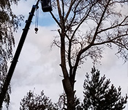 спилили сухое большое дерево по частям