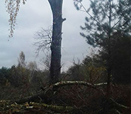 спилили сухое большое дерево по частям