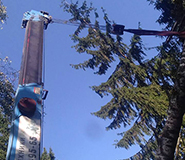 спилили елку