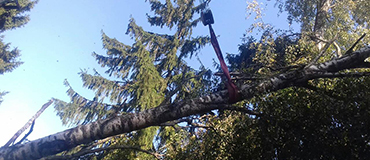 спилили елку 