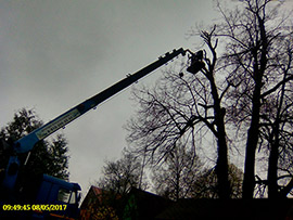 спилить дерево на участке