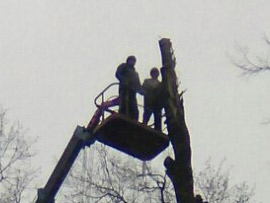 спилить дерево возле дома