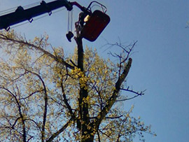 спилить дерево