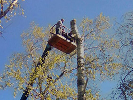 дерево на участке возле дома