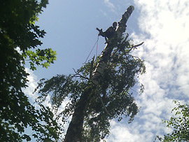 спил деревьев