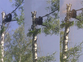 удаление деревьев на участке