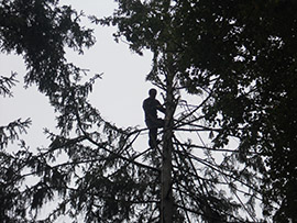 удаление деревьев