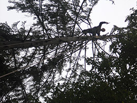 удаление деревьев в Обнинске