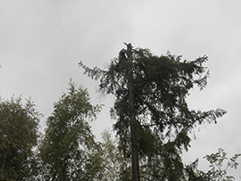 Удаление деревьев