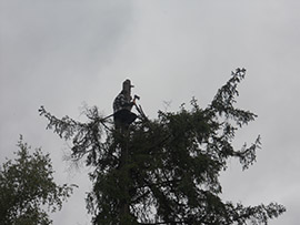 Удаление деревьев