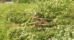 Расчистка участка от насаждений деревьев кустарников